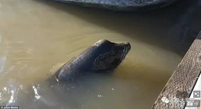 突发！加拿大海狮突然跃起咬住来旅游的中国小女孩拖下海（视频）
