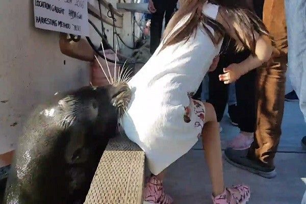 突发！加拿大海狮突然跃起咬住来旅游的中国小女孩拖下海（视频）